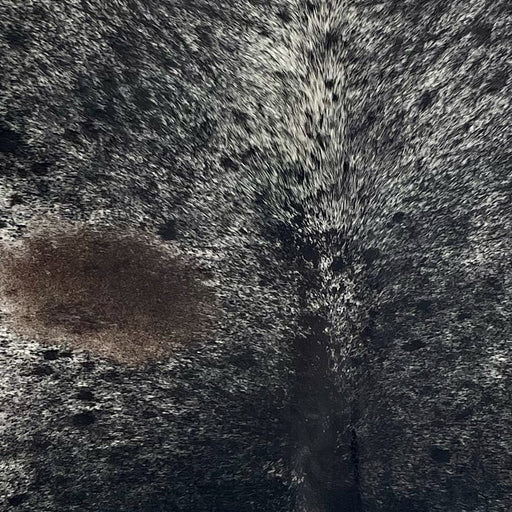 Closeup of this Large Speckled Brazilian Cowhide, showing white with black speckles and spots, and one  brown spot on the left side of the back (BRSP3693)