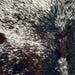 Closeup of this Speckled Brazilian Cowhide, showing white with black speckles and spots, hints of dark brown on the left side of the back, and dark brown down part of the spine (BRSP3694)