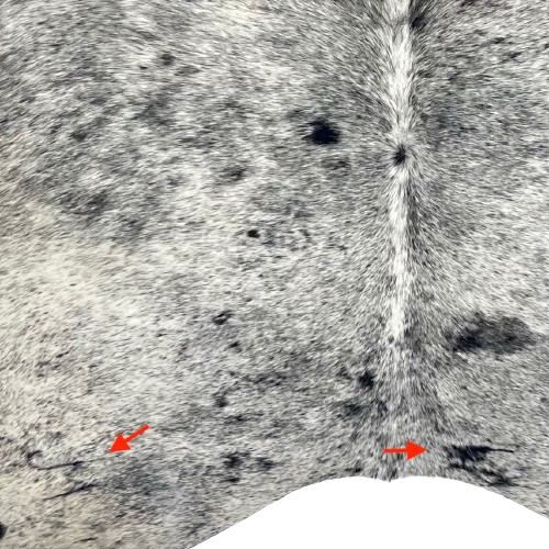 Closeup of this Black and White Speckled Brazilian Cowhide, showing two brand marks on the right side of the butt  (BRSP3695)