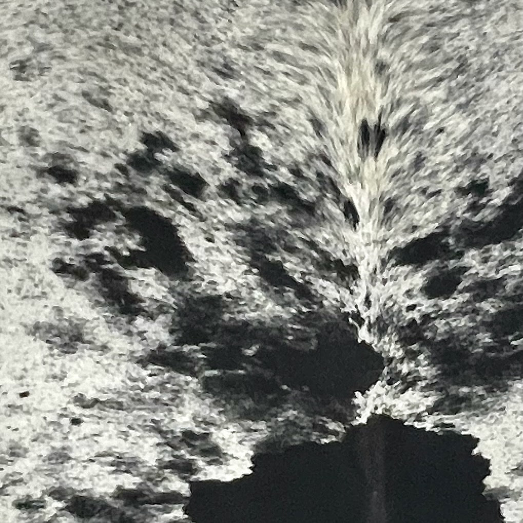 Closeup of this XL Speckled Brazilian Cowhide, showing white and off-white with black speckles and large and small, black spots  (BRSP3696)