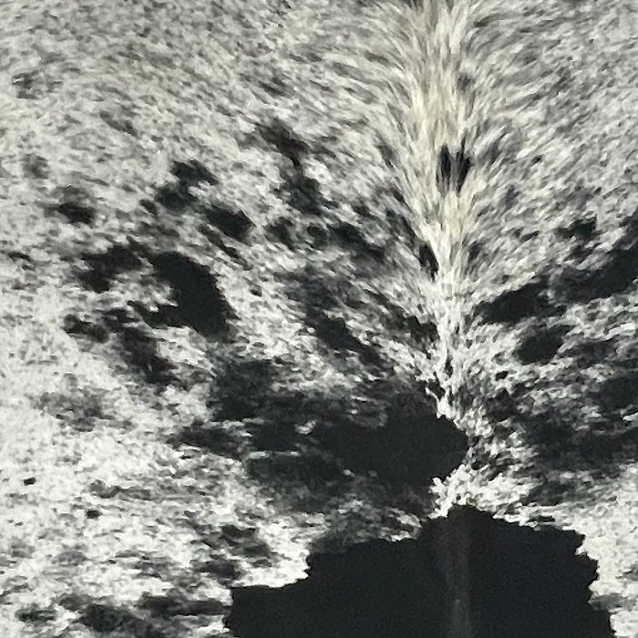 Closeup of this XL Speckled Brazilian Cowhide, showing white and off-white with black speckles and large and small, black spots  (BRSP3696)