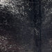 Closeup of this Speckled Brazilian Cowhide, showing black with white speckles and spots, and hints of dark brown mixed in on the back (BRSP3701)