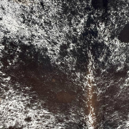 Closeup of this Tricolor Speckled Brazilian Cowhide, showing white with black and brown speckles and spots (BRSP3707)