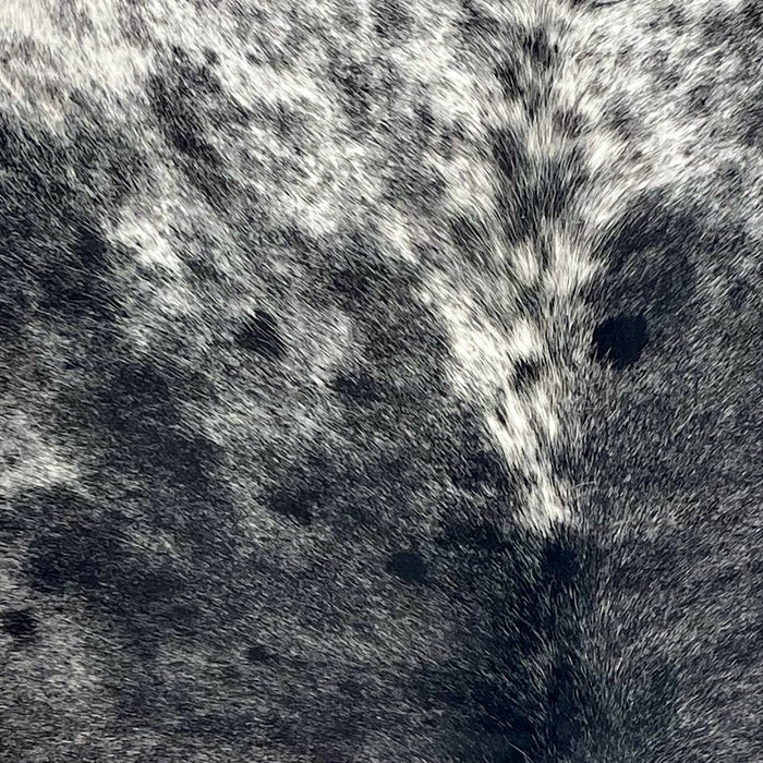 Closeup of this Speckled Brazilian Cowhide, showing black with white speckles on the back, and white with black spots and spots on the shoulder (BRSP3713)