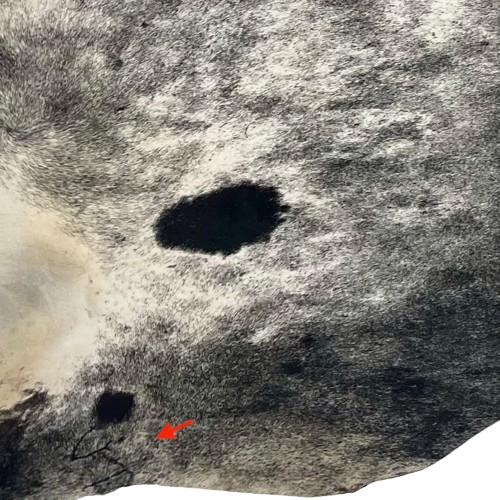 Closeup of this Black and White Speckled Brazilian Cowhide, showing off-white and one brand mark on the left hind shank (BRSP3718)