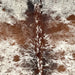 Closeup of t his Tricolor Speckled Brazilian Cowhide, showing ivory with reddish brown and black speckles and spots (BRSP3736)