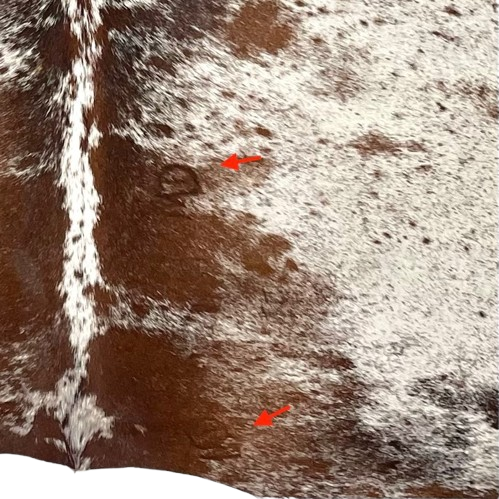 Closeup of this Tricolor Speckled Brazilian Cowhide, showing one brand mark on the right side of the back, and another on the right side of the butt (BRSP3736)