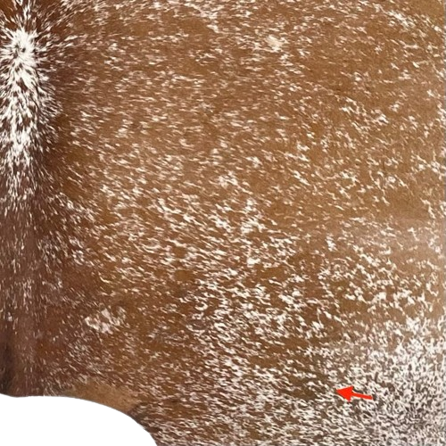Closeup of this brown and white Speckled Brazilian Cowhide, showing one brand mark on the right side of the back  (BRSP3738)