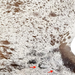 Closeup of this brown and white Speckled Brazilian Cowhide, showing two brand marks on the left side of the butt  (BRSP3759)