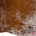 Closeup of this reddish brown and white Speckled Brazilian Cowhide, showing two brand marks on the right side of the butt   (BRSP3771)