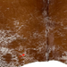 Closeup of this reddish brown and white Speckled Brazilian Cowhide, showing one brand mark on the left side of the butt  (BRSP3771)
