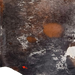 Closeup of this Tricolor Speckled Brazilian Cowhide, showing one brand mark on the right side of the butt (BRSP3778)