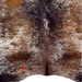 Closeup of this Tricolor Speckled Brazilian Cowhide, showing one brand mark on the left side of the butt (BRSP3780)