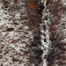 Closeup of t his Large Tricolor Speckled Brazilian Cowhide, showing white with brown and black speckles and spots  (BRSP3783)
