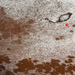 Closeup of this Large Reddish Brown and White Speckled Brazilian Cowhide, showing one brand mark on the right side of the back (BRSP3789)