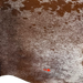 Closeup of this Large Reddish Brown and White Speckled Brazilian Cowhide, showing one brand mark on the right side of the butt (BRSP3789)