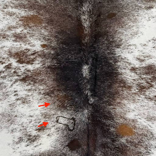Closeup of this Tricolor Speckled Brazilian Cowhide, showing white with black and brown speckles and spots, and two brand marks on the left side of the back  (BRSP3792)
