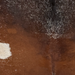 Closeup of this Large Tricolor Speckled Brazilian Cowhide, showing white, red brown, dark brown, and black  (BRSP3800)