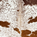 Closeup of this Cloudy Speckled Brazilian Cowhide, showing white with cloudy, reddish brown speckles and spots  (BRSP3805)