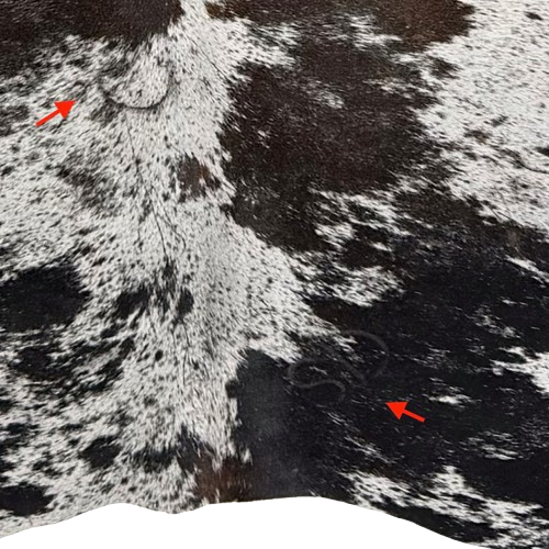Closeup of this Tricolor Speckled Brazilian Cowhide, showing one brand mark on the left side of the back, and another on the right side of the butt (BRSP3806)