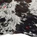 Closeup of this Tricolor Speckled Brazilian Cowhide, showing one brand mark on the left side of the back, and another on the right side of the butt (BRSP3806)