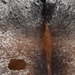 Closeup of this Large Tricolor Speckled Brazilian Cowhide, showing white with reddish brown and black speckles and spots (BRSP3809)