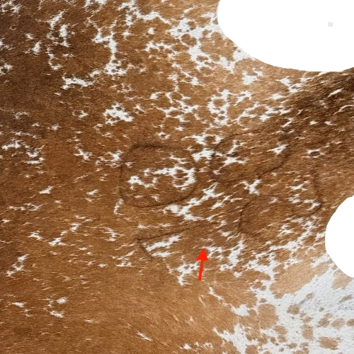 Closeup of this Large Brown and White Speckled Brazilian Cowhide, showing one brand mark near the right fore shank  (BRSP3810)