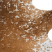 Closeup of this Large Brown and White Speckled Brazilian Cowhide, showing one brand mark near the right fore shank  (BRSP3810)