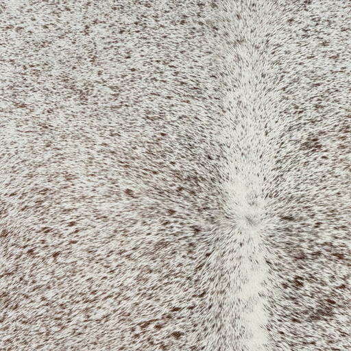 Closeup of this Speckled Brazilian Cowhide, showing white with brown speckles (BRSP3811)