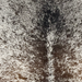 Closeup of this Tricolor Speckled Brazilian Cowhide, showing white with brown and black speckles and spots (BRSP3813)