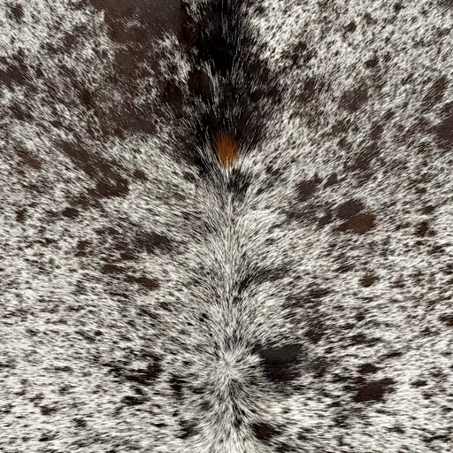 Closeup of this Tricolor Speckled Brazilian Cowhide, showing white with black and blackish brown speckles and spots  (BRSP3819)