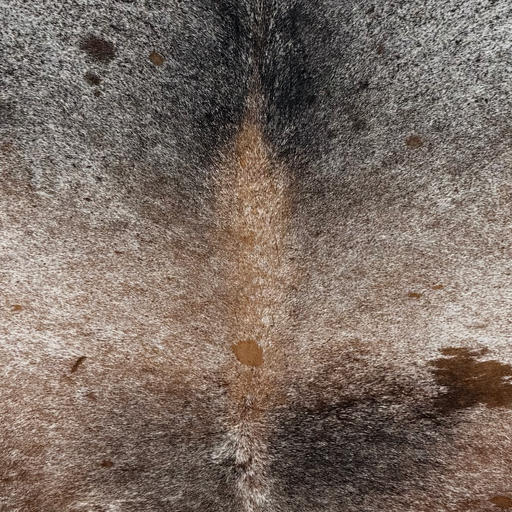 Closeup of this Tricolor Speckled Brazilian Cowhide, showing white with black and brown speckles and spots (BRSP3822)