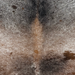 Closeup of this Tricolor Speckled Brazilian Cowhide, showing white with black and brown speckles and spots (BRSP3822)
