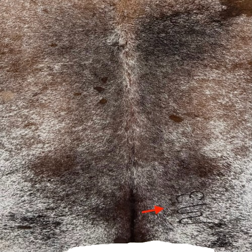 Closeup of this Tricolor Speckled Brazilian Cowhide, showing one brand mark on the right side of the butt (BRSP3822)