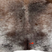 Closeup of this Tricolor Speckled Brazilian Cowhide, showing one brand mark on the right side of the butt (BRSP3822)