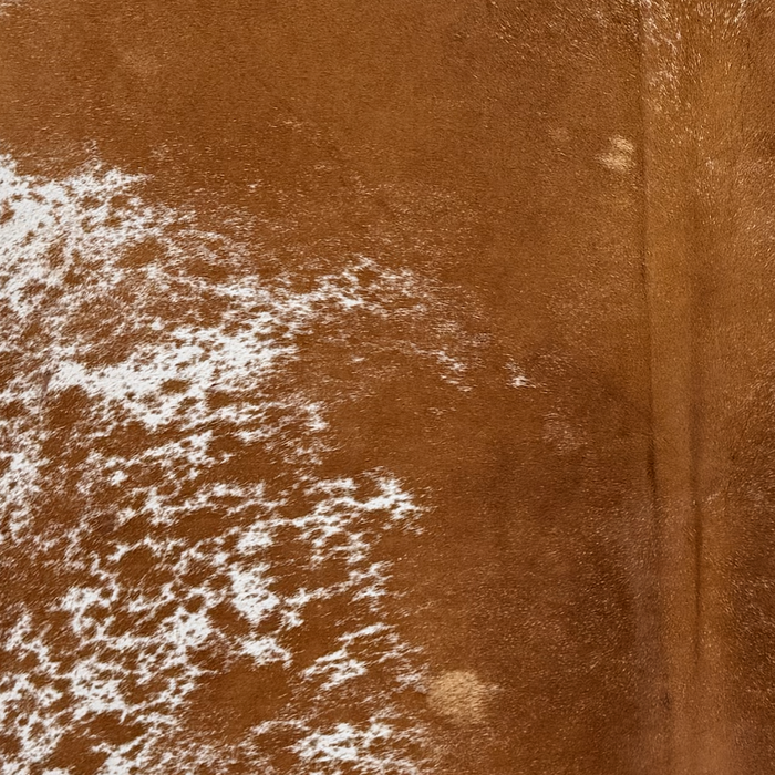 Closeup of this Speckled Brazilian Cowhide, showing white with reddish brown spots and speckles, and mostly solid reddish brown down the middle (BRSP3825)