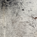 Closeup of this Tricolor Speckled Brazilian Cowhide, showing white with black and dark brown speckles and spots  (BRSP3826)