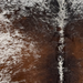 Closeup of this Large Tricolor Speckled Brazilian Cowhide, showing white with black and brown speckles and spots, and a mix of black and brown down both sides of the spine (BRSP3827)