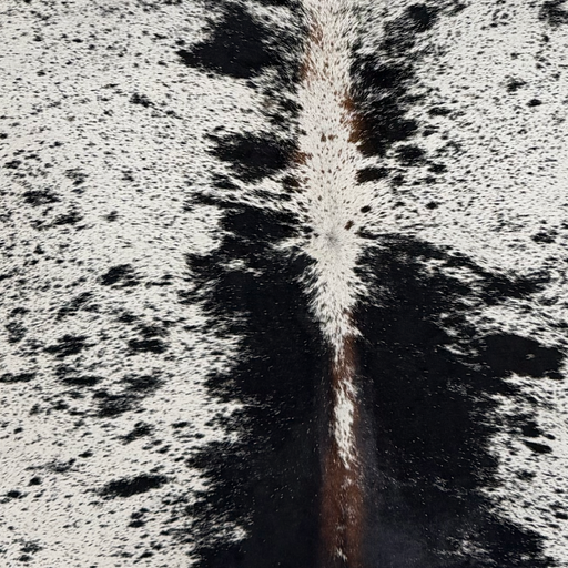 Closeup of this XL Speckled Brazilian Cowhide, showing white with black speckles and spots, and brown spots down the spine (BRSP3834)