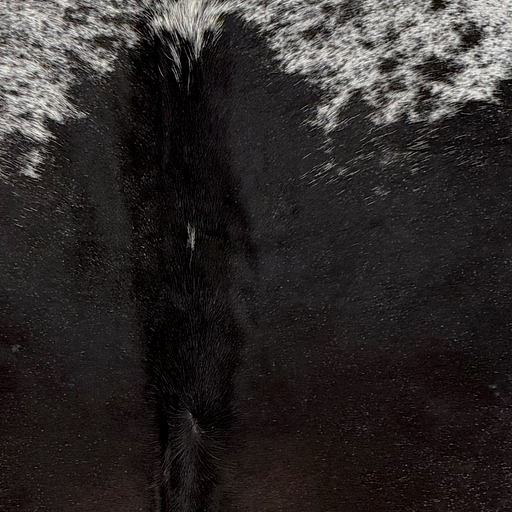 Closeup of this XL Speckled Brazilian Cowhide, showing mostly solid black on the back with hints of dark brown mixed in, a few white speckles on the spine, and white with black speckles and spots on the shoulder (BRSP3836)