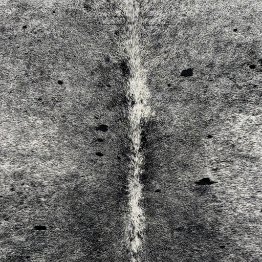 Closeup of this Speckled Brazilian Cowhide, showing white with black speckles and spots (BRSP3839)