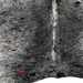 Closeup of this black and white Speckled Brazilian Cowhide, showing one brand mark on the left side of the butt  (BRSP3839)