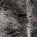 Closeup of this Large Speckled Brazilian Cowhide, showing white with black speckles and spots (BRSP3840)