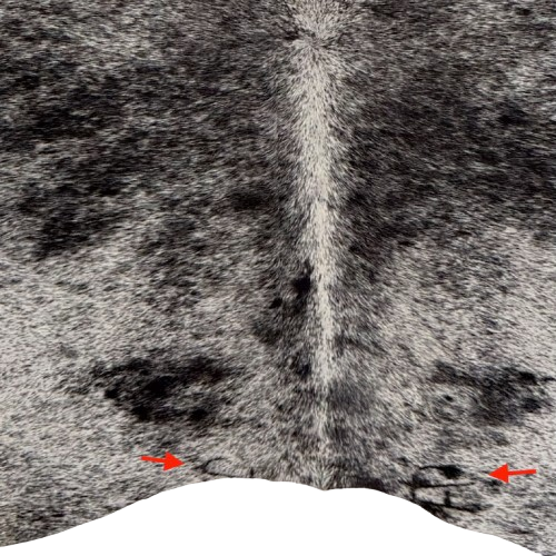 Closeup of this Large Black and White Speckled Brazilian Cowhide, showing  one brand mark on the left side of the butt and one on right side (BRSP3840)