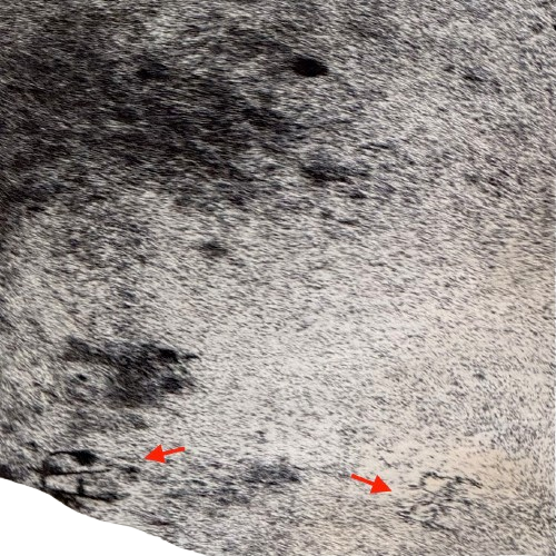 Closeup of this Large Black and White Speckled Brazilian Cowhide, showing two brand marks the right side of the butt (BRSP3840)