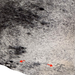 Closeup of this Large Black and White Speckled Brazilian Cowhide, showing two brand marks the right side of the butt (BRSP3840)