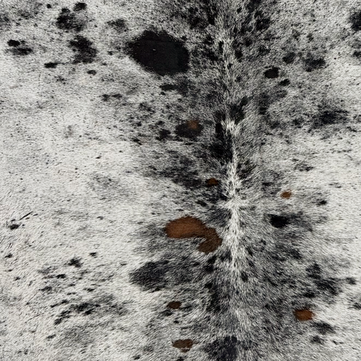 Closeup of this Large Speckled Brazilian Cowhide, showing white with black speckles and spots, and a few small, brown spots (BRSP3846)
