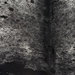 Closeup of this Large Speckled Brazilian Cowhide, showing white with black speckles and spots (BRSP3847)