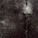 Closeup of this Large Speckled Brazilian Cowhide, showing black with white speckles (BRSP3848)