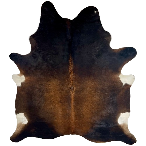 Large Brazilian Reddish Brown and Blackish Brown Watusi Cowhide:  reddish brown on the back, and blackish brown on the shoulder, butt, and shanks - 7'11" x 6' (BRWA064)